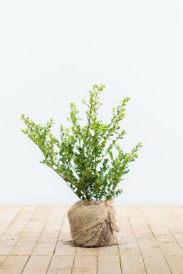 Houx crénelé Ilex crenata 'Green Hedge' Haie 30-40 Pot Houx Crénelé / Ilex Crenata Green Hedge 30-40 cm