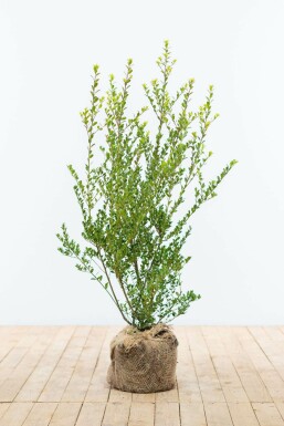 Houx crénelé Ilex crenata 'Green Hedge' Haie 60-80 Motte Houx Crénelé / Ilex Crenata Green Hedge 60-80 cm