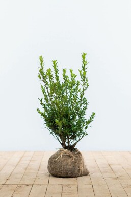 Chêne Ilex maximowicziana 'Kanehirae' Haie 30-40 Pot Houx Crénelé / Ilex Maximowicziana Kanehirae 30-40 cm