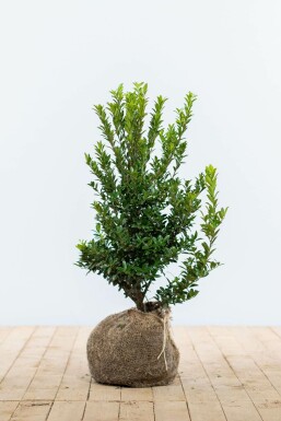 Chêne Ilex maximowicziana 'Kanehirae' Haie 40-60 Pot Houx Crénelé / Ilex Maximowicziana Kanehirae 40-60 cm
