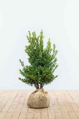 Chêne Ilex maximowicziana 'Kanehirae' Haie 60-80 Motte Houx Crénelé / Ilex Maximowicziana Kanehirae 60-80 cm