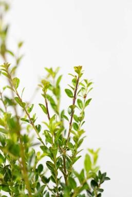 Chêne Ilex maximowicziana 'Kanehirae' Haie 100-125 Motte Houx Crénelé / Ilex Maximowicziana Kanehirae 100-125 cm