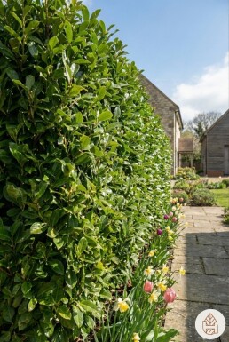 Laurier-palme / Prunus Laurocerasus Caucasica 80-100 cm