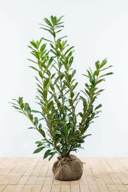 Prunier laurier-cerise Prunus laurocerasus 'Caucasica' Haie 100-125 Motte