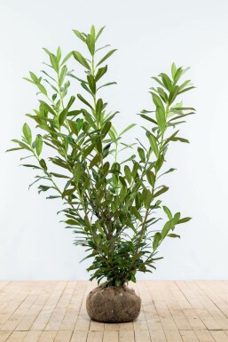 Prunier laurier-cerise Prunus laurocerasus 'Caucasica' Haie 125-150 Motte