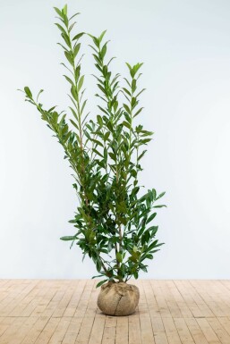 Prunier laurier-cerise Prunus laurocerasus 'Caucasica' Haie 150-175 Motte