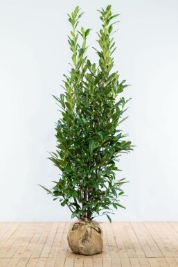Prunier laurier-cerise Prunus laurocerasus 'Caucasica' Haie 175-200 Motte
