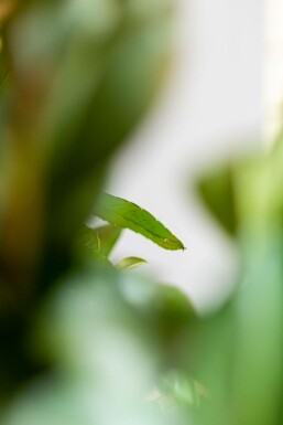 Laurier-cerise / Prunus Laurocerasus Etna 60-80 cm