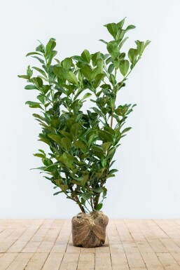 Prunier laurier-cerise Prunus laurocerasus 'Etna' Haie 80-100 Motte