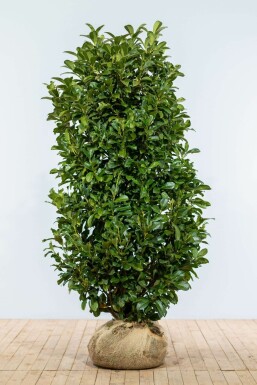 Prunier laurier-cerise Prunus laurocerasus 'Etna' Haie 150-175 Motte