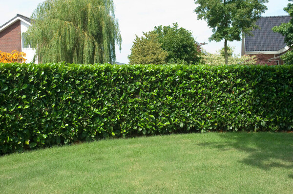 Prunier laurier-cerise Prunus laurocerasus 'Etna' Haie 150-175 Motte Laurier-cerise / Prunus Laurocerasus Etna 150-175 cm