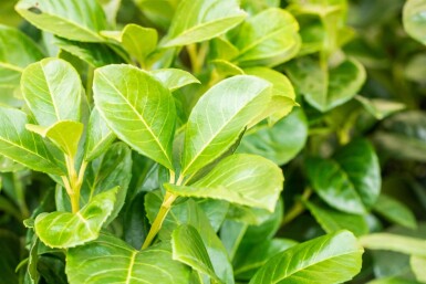 Laurier-cerise / Prunus Laurocerasus Etna 150-175 cm - Motte