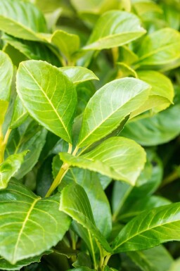 Laurier-cerise / Prunus Laurocerasus Etna 150-175 cm - Motte