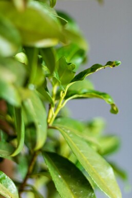 Prunier laurier-cerise Prunus laurocerasus 'Genolia' Haie 60-80 Motte