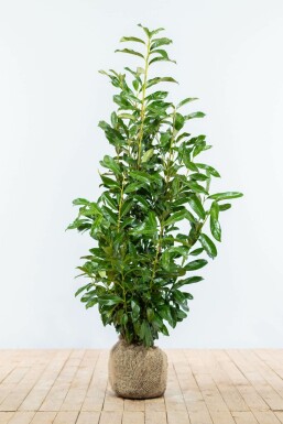 Prunier laurier-cerise Prunus laurocerasus 'Genolia' Haie 80-100 Motte