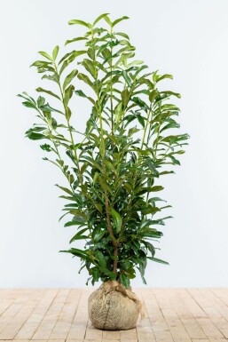 Prunier laurier-cerise Prunus laurocerasus 'Genolia' Haie 100-125 Motte