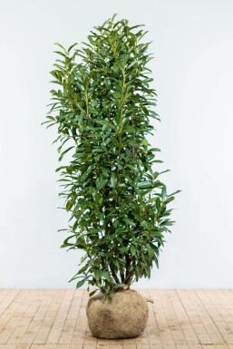 Prunier laurier-cerise Prunus laurocerasus 'Genolia' Haie 150-175 Motte