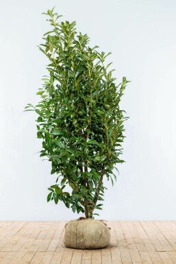 Prunier laurier-cerise Prunus laurocerasus 'Genolia' Haie 175-200 Motte