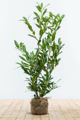 Prunier laurier-cerise Prunus laurocerasus 'Herbergii' Haie 80-100 Motte