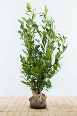 Prunier laurier-cerise Prunus laurocerasus 'Herbergii' Haie 100-125 Motte