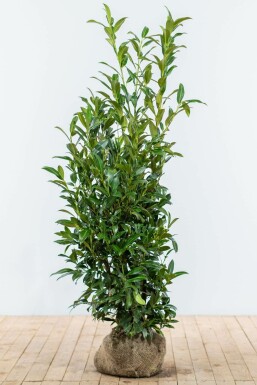 Prunier laurier-cerise Prunus laurocerasus 'Herbergii' Haie 125-150 Motte