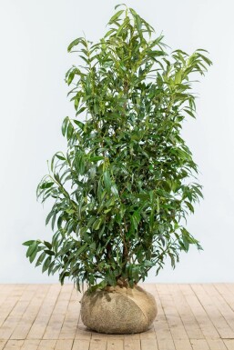 Prunier laurier-cerise Prunus laurocerasus 'Herbergii' Haie 150-175 Motte