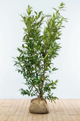 Prunier laurier-cerise Prunus laurocerasus 'Herbergii' Haie 175-200 Motte