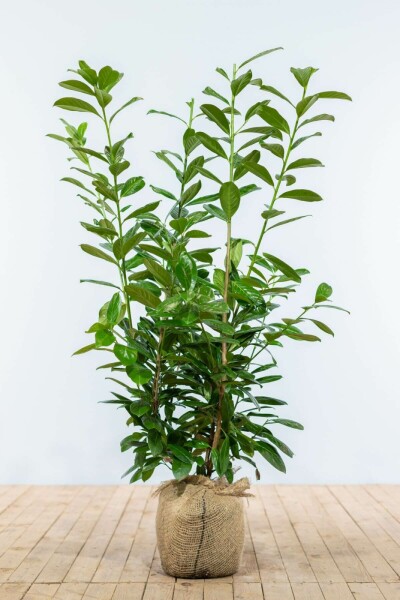 Laurier-palme / Prunus Laurocerasus Novita 80-100 cm