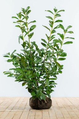 Prunier laurier-cerise Prunus laurocerasus 'Novita' Haie 100-125 Motte
