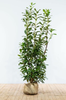 Prunier laurier-cerise Prunus laurocerasus 'Novita' Haie 150-175 Motte