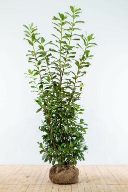Prunier laurier-cerise Prunus laurocerasus 'Novita' Haie 175-200 Motte