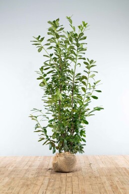 Prunier laurier-cerise Prunus laurocerasus 'Novita' Haie 200-225 Motte