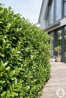 Laurier-palme / Prunus Laurocerasus Novita 200-225 cm - Motte