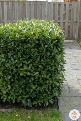 Laurier-cerise / Prunus Laurocerasus Otto Luyken 20-30 cm