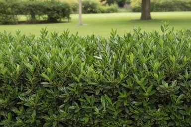 Laurier-cerise / Prunus Laurocerasus Otto Luyken 20-30 cm - Motte