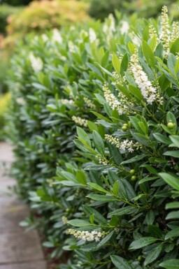 Laurier-cerise / Prunus Laurocerasus Otto Luyken 20-30 cm - Motte