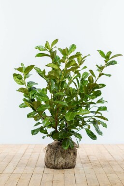 Laurier-palme / Prunus Laurocerasus Rotundifolia
