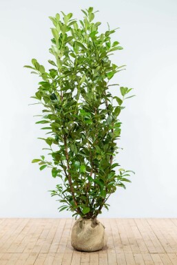 Prunier laurier-cerise Prunus laurocerasus 'Rotundifolia' Haie 175-200 Motte