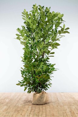 Prunier laurier-cerise Prunus laurocerasus 'Rotundifolia' Haie 200-225 Motte