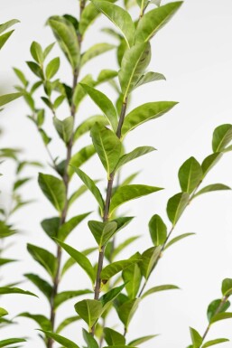 Troène à feuilles ovales Ligustrum ovalifolium Haie 80-100 Motte