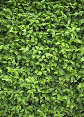 Troène de Californie / Ligustrum Ovalifolium 175-200 cm - Motte