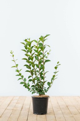 Troène commun Ligustrum vulgare Haie 40-60 Motte Troène Commun / Ligustrum Vulgare 40-60 cm