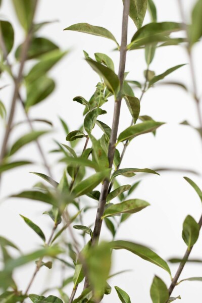 Troène commun Ligustrum vulgare Haie 40-60 Motte Troène Commun / Ligustrum Vulgare 40-60 cm