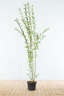 Troène commun Ligustrum vulgare Haie 150-175 Motte Troène Commun / Ligustrum Vulgare 150-175 cm