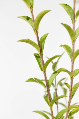 Troène / Ligustrum Vulgare Atrovirens 80-100 cm - Pot