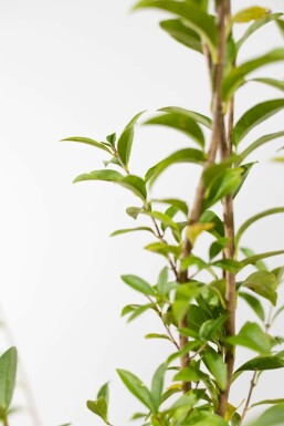 Troène / Ligustrum Vulgare Atrovirens 80-100 cm - Pot