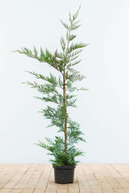 Cyprès de Leyland Cupressocyparis leylandii Haie 100-125 Motte Cypres De Leyland Cupressocyparis Leylandii 100-125 cm