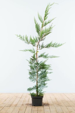 Cyprès de Leyland Cupressocyparis leylandii Haie 125-150 Motte Cypres De Leyland Cupressocyparis Leylandii 125-150 cm