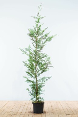 Cyprès de Leyland Cupressocyparis leylandii Haie 150-175 Motte Cypres De Leyland Cupressocyparis Leylandii 150-175 cm