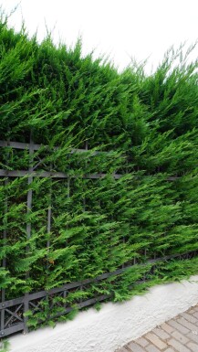 Cypres De Leyland Cupressocyparis Leylandii 150-175 cm - Motte